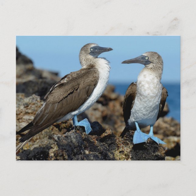Galapagosöarna, ön Isabela Vykort (Framsida)