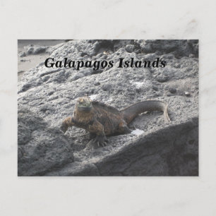Galapagosöarna Vykort