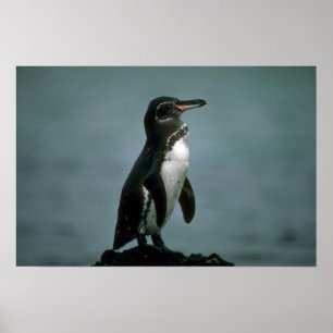 Galapagoss pingvin på Lavasten Poster