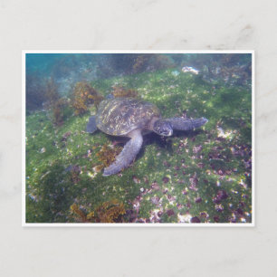 galapagossköldpadda vykort