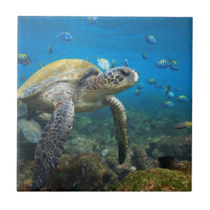Galapagossköldpaddor som simmar i lagunen kakelplatta