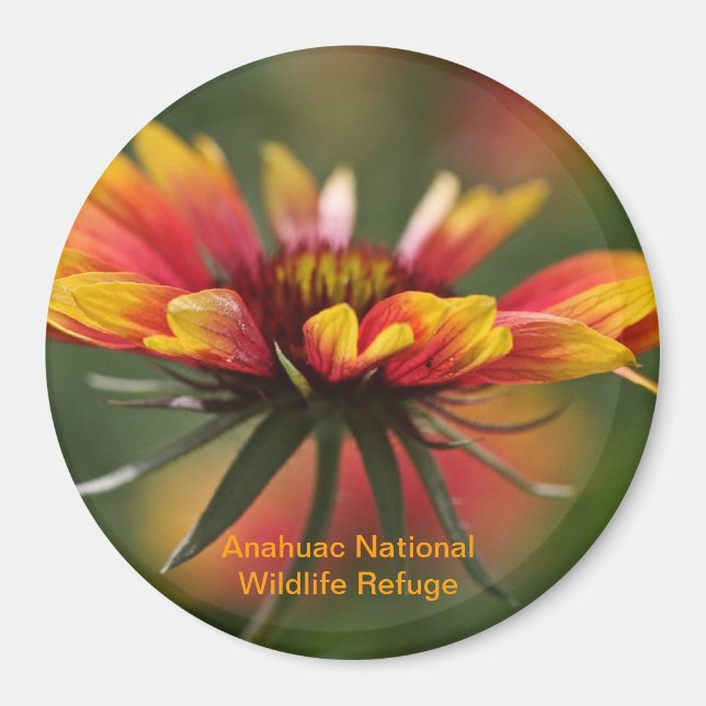 Galardia Magnet (Framsidan)