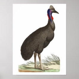 Galeated Cassowary av George Shaw Poster