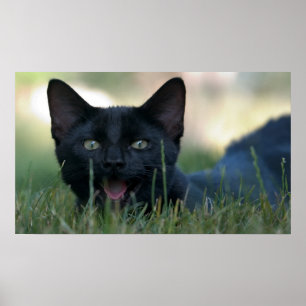 Galen svart katt poster