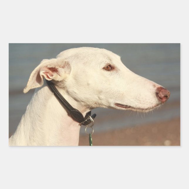 Galgo Windhund Rektangulärt Klistermärke (Framsida)