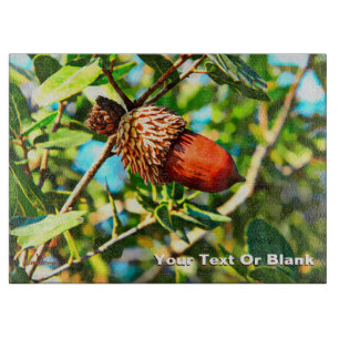 Galilee Acorn