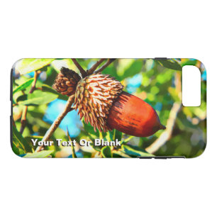 Galilee Acorn
