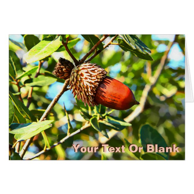 Galilee Acorn Hälsningskort (Framsidan Horizontal)