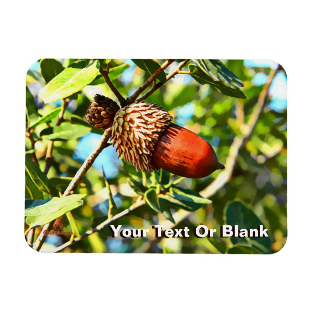 Galilee Acorn Magnet (Horisontell)