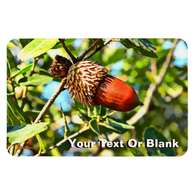 Galilee Acorn Magnet (Horisontell)