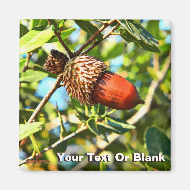 Galilee Acorn Magnet (Framsidan)