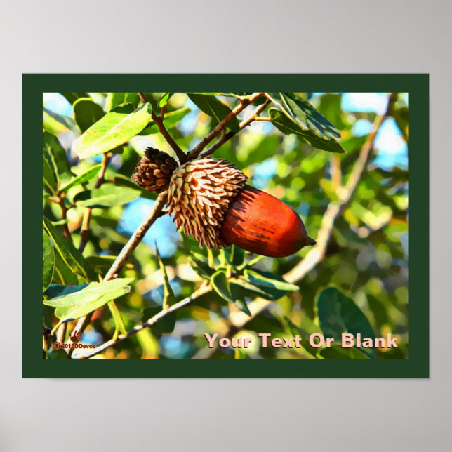 Galilee Acorn Poster (Framsidan)