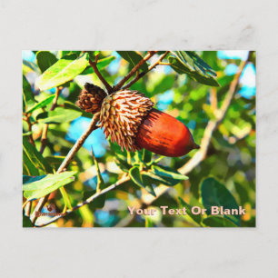 Galilee Acorn Vykort