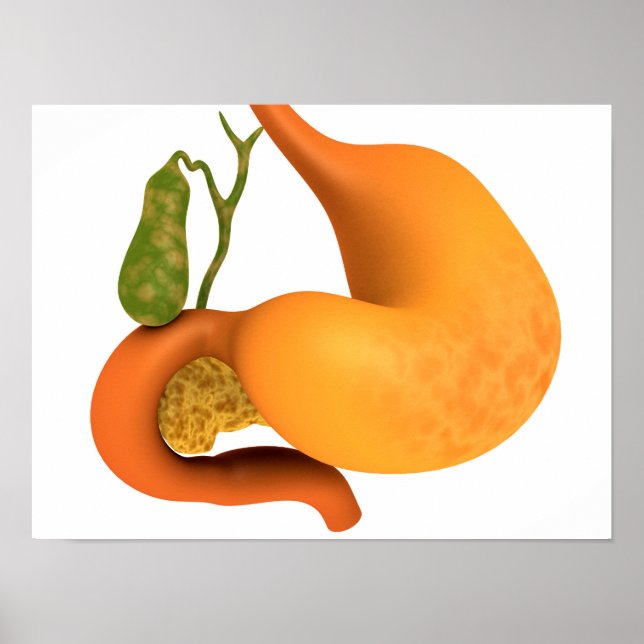 Gall Bladder med stomach Poster (Framsidan)