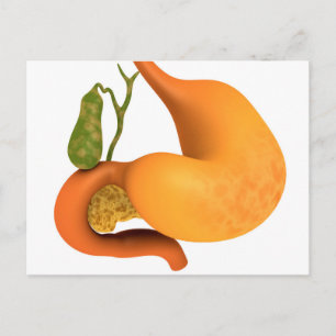 Gall Bladder med stomach Vykort