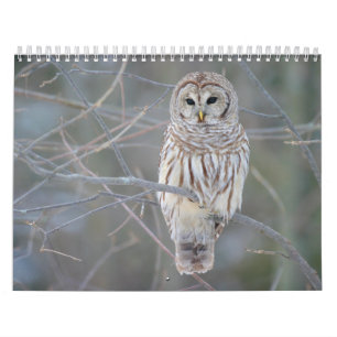 Gallerförsedd ugglaStrix Varia Kalender