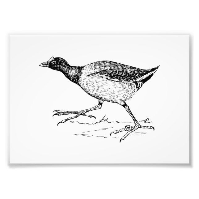 Gallinule Bird Teckning Fototryck (Framsidan)