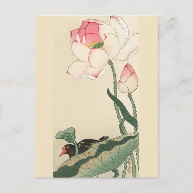Gallinule med Lotus Flowers av Ohara Koson Vykort (Framsida)
