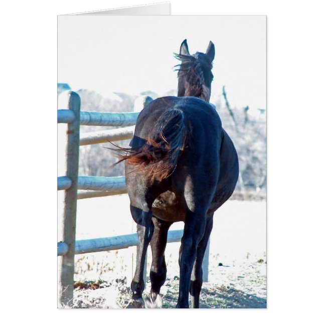 Gallop Away Hälsningskort (Framsidan)
