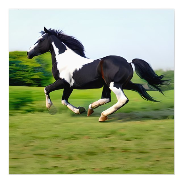 Galloping av vita och svarta skönhetstecken i natu fototryck (Framsidan)