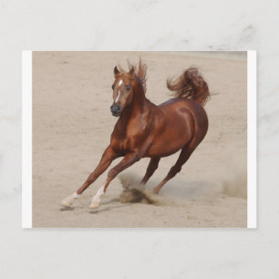 Galloping Brown Chestnut Horse Kicks Up Sand Vykort