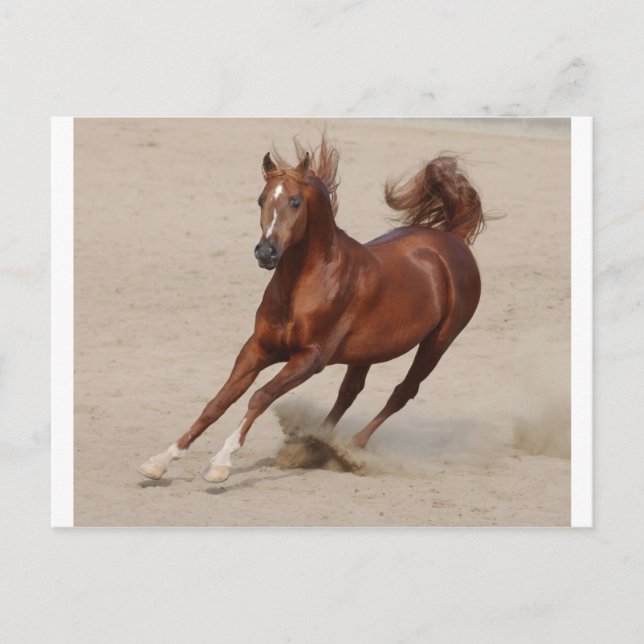 Galloping Brown Chestnut Horse Kicks Up Sand Vykort (Framsida)