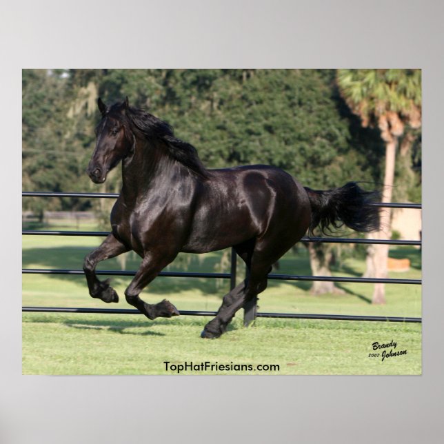 Galloping Friesian Beauty Poster (Framsidan)