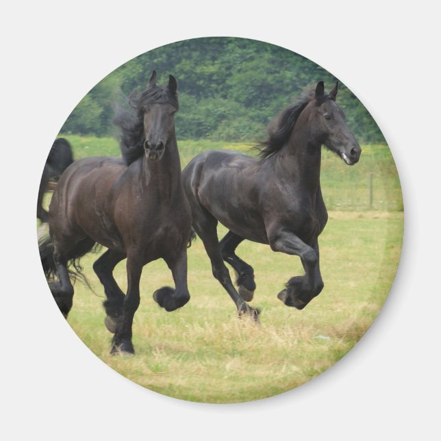 Galloping Friesian Horses Magnet (Framsidan)