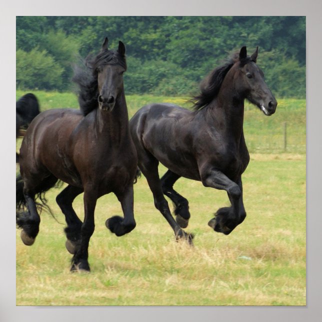 Galloping Friesian Horses Poster (Framsidan)