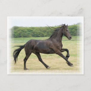 Galloping Friesian Vykort