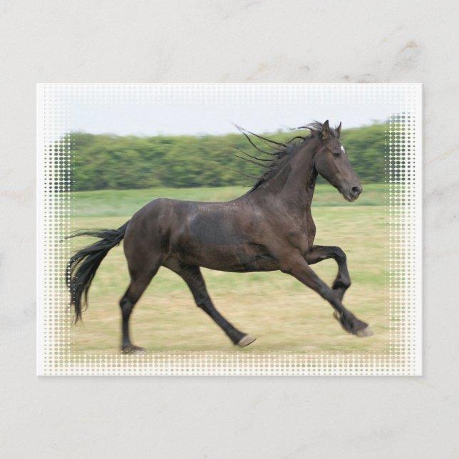 Galloping Friesian Vykort (Framsida)