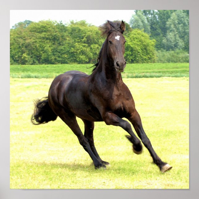 Galloping Horse Poster (Framsidan)