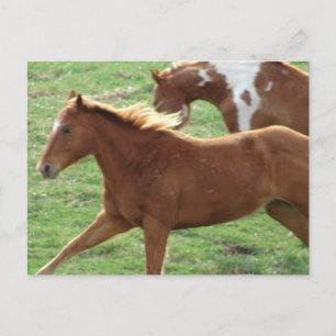 Galloping Horses Vykort
