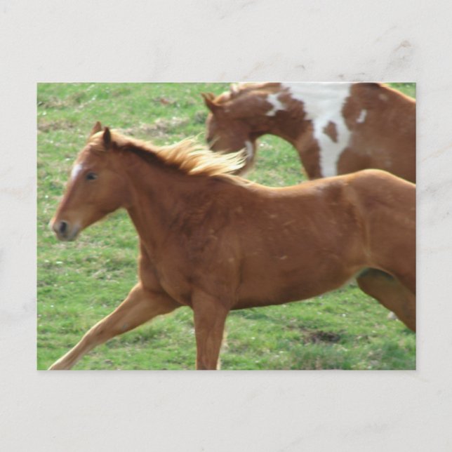 Galloping Horses Vykort (Framsida)