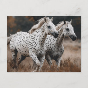 Galloping Leopard Appaloosa Horses Vykort
