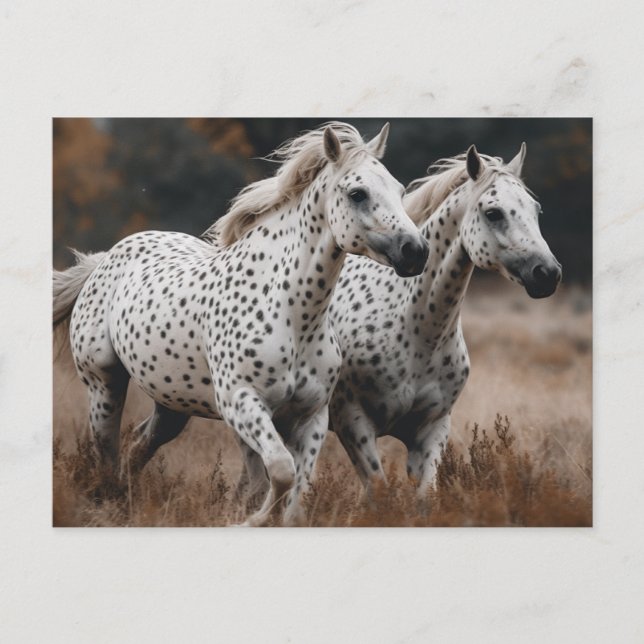 Galloping Leopard Appaloosa Horses Vykort (Framsida)
