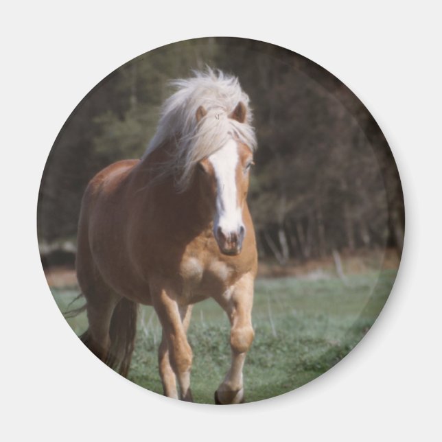 Galloping Palomino Magnet (Framsidan)