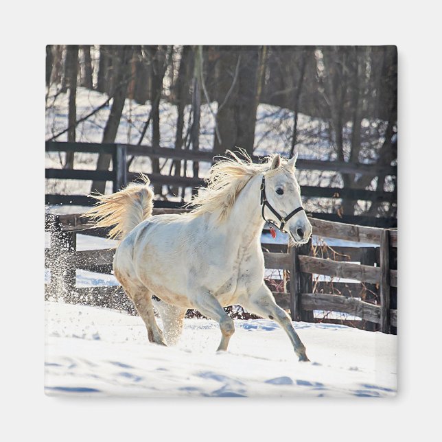 Galloping White Horse Magnet (Framsidan)