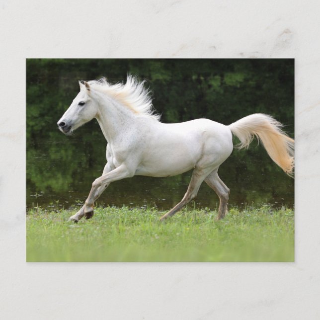 Galloping White Horse Vykort (Framsida)