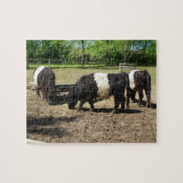Galloway Cattle Puzzle Pussel
