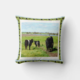 Galloway Cows Framed, Cushion Kudde