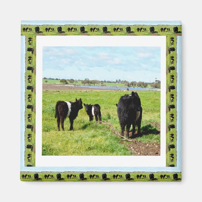 Galloway Cows Framed, Fridge Magnet (Framsidan)