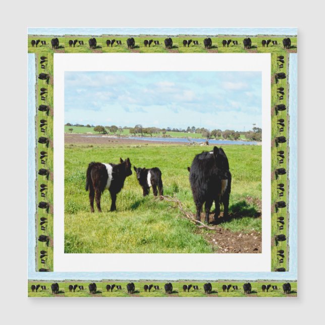 Galloway Cows Framed, Magnetic Card (Framsida)
