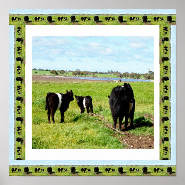 Galloway Cows Framed, Poster (Framsidan)