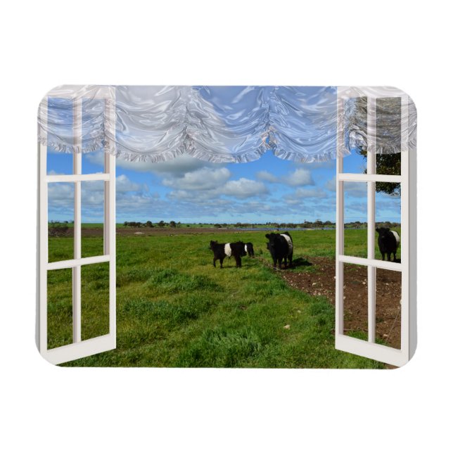 Galloway Cows genom ett fönster, flexibelt magnet (Horisontell)