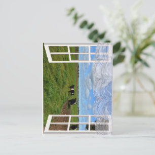 Galloway Cows through a Window, Postcard Vykort