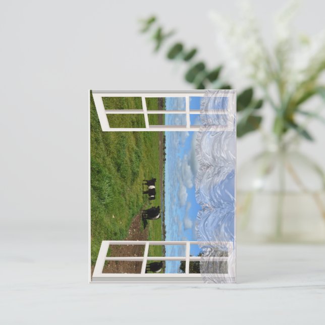 Galloway Cows through a Window, Postcard Vykort (Stående Fram)