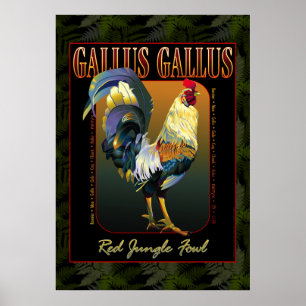 Gallus Gallus Internationell Poster
