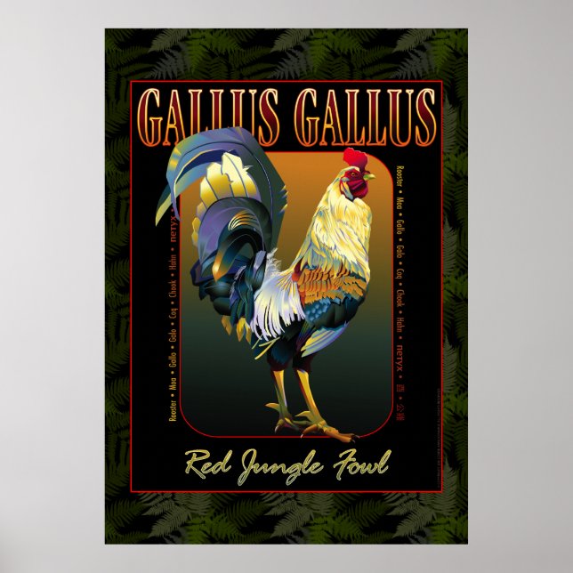 Gallus Gallus Internationell Poster (Framsidan)