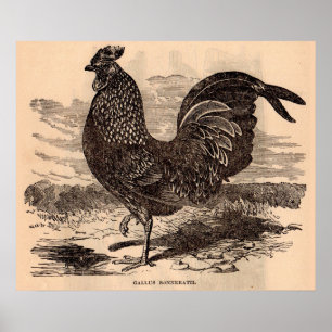 Gallus Sonneratii tupp tryckt på 1800-talet Poster